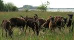 2 Soay schapen bokjes van 2025, Mannelijk, Schaap, 0 tot 2 jaar