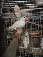 Rijstvogels poppen, Dieren en Toebehoren