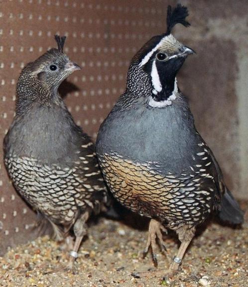 Œufs de Colins, Dieren en Toebehoren, Pluimvee, Overige soorten