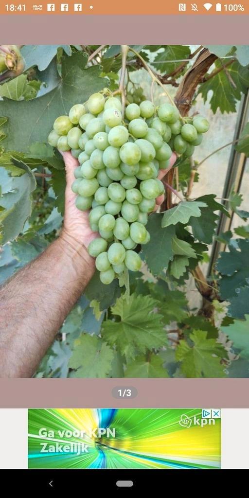 Tafel druiven struiken, Tuin en Terras, Planten | Fruitbomen, Ophalen of Verzenden