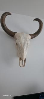 Thaise Waterbuffel skull, Huis en Inrichting, Ophalen, Zo goed als nieuw