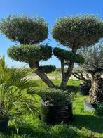 Ce Magnifique Olivier centenaire pompon numéro A40, Tuin en Terras, Planten | Bomen, Olijfboom, Ophalen of Verzenden