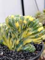 Hobbykweker bijzondere vetplanten, Enlèvement ou Envoi