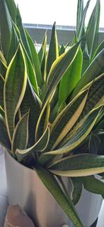 Gratis sansevieria vrouwentongen, Ophalen, Vetplant, Volle zon