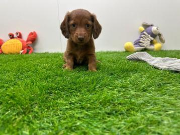 Portée de chiots Teckel nains, Chienne, Belgique, Poils longs, 8 à 15 semaines