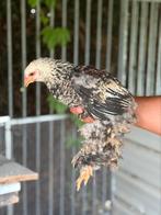 Jonge brahma hanen te koop, Dieren en Toebehoren, Pluimvee, Mannelijk, Kip