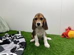 Beagle pups, België, Beagle, 8 tot 15 weken, CDV (hondenziekte)