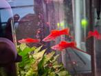 Zwaarddragers, Dieren en Toebehoren, Vissen | Aquariumvissen, Vis, Zoetwatervis
