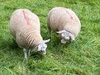 Aangeboden 2 ramlammeren Texelras, Dieren en Toebehoren, Schapen, Geiten en Varkens, Mannelijk, Schaap, 0 tot 2 jaar