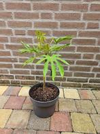 Fatsia polycarpa ‘Green Fingers’ - Vingerplant, Tuin en Terras, Planten | Tuinplanten, Ophalen