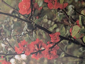 Japanse kweek of chaenomeles beschikbaar voor biedingen