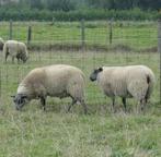 schapen Bleu du Maine, Meerdere dieren, Schaap, 0 tot 2 jaar