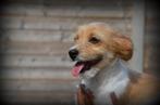 Boomer pup reutje, Dieren en Toebehoren, Honden | Chihuahua's en Gezelschapshonden, België, Maltezer, Reu, CDV (hondenziekte)