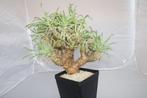 tylecodon wallichii, Vetplant, Ophalen of Verzenden, In pot, Minder dan 100 cm