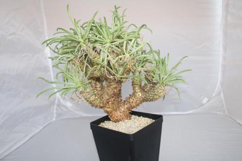 tylecodon wallichii, Huis en Inrichting, Kamerplanten, Vetplant, Minder dan 100 cm, Groene kamerplant, Volle zon, In pot, Ophalen of Verzenden