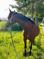 Recreatie / draagmerrie, Dieren en Toebehoren, Minder dan 160 cm, Niet van toepassing, 7 tot 10 jaar, Recreatiepaard