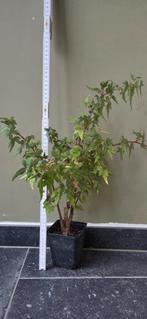 Belle plante d'intérieur., Enlèvement