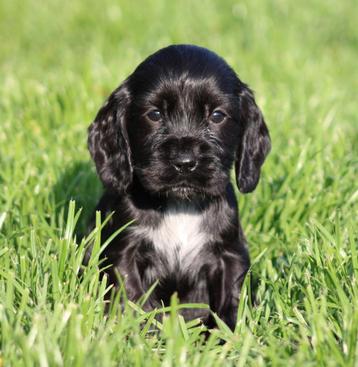 Engelse Cocker pups  beschikbaar voor biedingen
