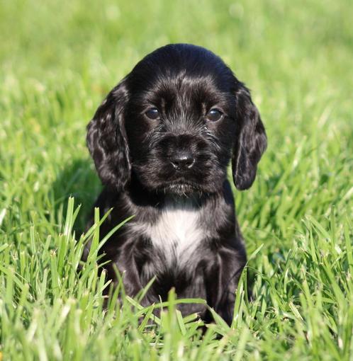 Engelse Cocker pups, Dieren en Toebehoren, Honden | Retrievers, Spaniëls en Waterhonden, Meerdere dieren, Spaniël, Fokker | Professioneel