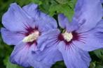 hibiscus planten, Tuin en Terras, Overige soorten, Volle zon, Vaste plant, Ophalen of Verzenden