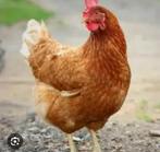 Broedeitjes legkip, Dieren en Toebehoren