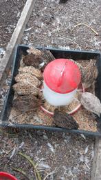 Japanse kwartels, Animaux & Accessoires, Plusieurs animaux, Autres espèces