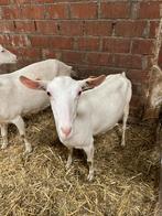 Melkgeiten, Dieren en Toebehoren, Schapen, Geiten en Varkens, Vrouwelijk, Geit, 0 tot 2 jaar