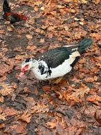 Koppel barberie, Dieren en Toebehoren, Pluimvee, Eend