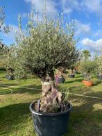 Oude olijfboom met prachtige stoere stam NR: BA1, Tuin en Terras, Planten | Bomen, 100 tot 250 cm, Olijfboom, Zomer, Ophalen