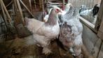 Hennen Brahma groothoen, Dieren en Toebehoren, Pluimvee, Vrouwelijk, Kip