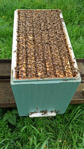 5 Colonies d'abeilles Buckfast en ruchette Dadant