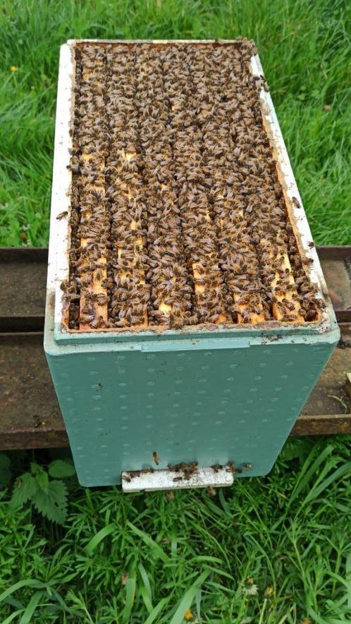 5 Colonies d'abeilles Buckfast en ruchette Dadant, Divers, Divers Autre, Comme neuf, Enlèvement