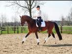 Veel belovende ruim met kwaliteit en fijn karakter, Dieren en Toebehoren, Paarden, Z, Gechipt, Ruin, Dressuurpaard