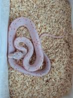 Palmetto 100% het scaleless, Dieren en Toebehoren, Reptielen en Amfibieën, Slang, 0 tot 2 jaar