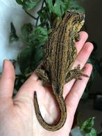 Gargoyle koppel, Hagedis, Tam, 0 tot 2 jaar