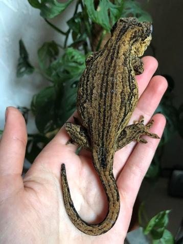 Gargoyle koppel beschikbaar voor biedingen
