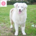 "Alexa" Australische herder pup te koop, CDV (hondenziekte), Teef, Herder, Buitenland