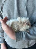 Jonge cavia beertjes, Dieren en Toebehoren, Knaagdieren, Augustus, Mannelijk, Cavia