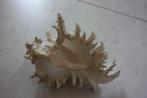 Aqumotic Shell CONCH, Verzamelen, Mineralen en Fossielen, Ophalen of Verzenden, Schelp(en)