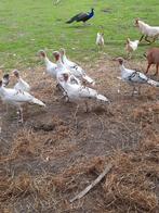 Kalkoen hennen, Dieren en Toebehoren, Pluimvee, Vrouwelijk, Kalkoen