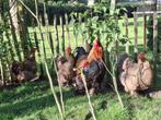 Broedeieren Brahma, Geslacht onbekend, Kip