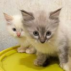 Ragdoll kittens te koop, Dieren en Toebehoren, Gechipt, Meerdere dieren, 0 tot 2 jaar