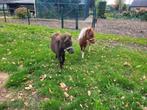 2 mini veulentjes, Dieren en Toebehoren, Hengst, A pony (tot 1.17m), Gechipt, 0 tot 2 jaar