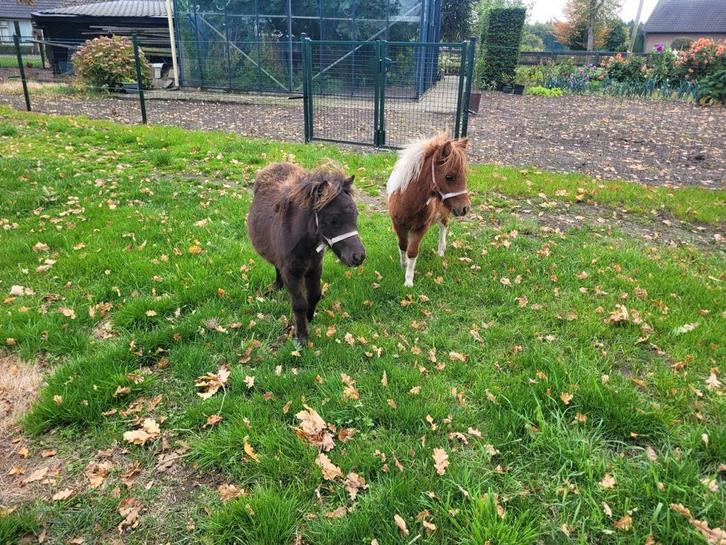 2 mini veulentjes, Dieren en Toebehoren, Pony's, Hengst, A pony (tot 1.17m), 0 tot 2 jaar, Gechipt, Ontwormd