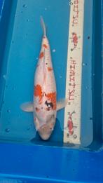 Sanke koi 63cm, Dieren en Toebehoren