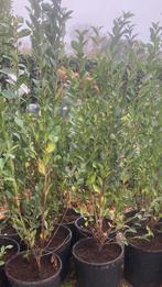 17 stuks Ligustrum Ovalifolium 100/125 cm, Ophalen