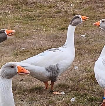 Vlaamse gans blauw beschikbaar voor biedingen