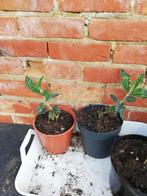 Vlinderstruik, Tuin en Terras, Planten | Tuinplanten, Ophalen