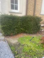 Taxus haag boom te koop meer dan 1 meter, Tuin en Terras, Ophalen, Taxus, Haag