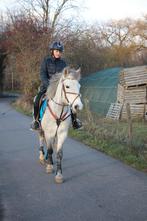 super brave pony, Animaux & Accessoires, Poneys, Vermifugé, Poney de récréation, Poney D (1.37 m à 1.48m), Jument